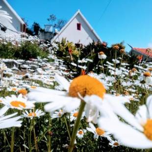 Фотографии гостевого дома 
            Casas Tipicas Candelaria Tabua