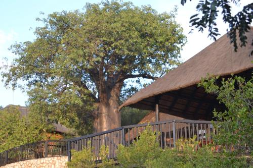 Фотография базы отдыха Adansonia Eco Lodge