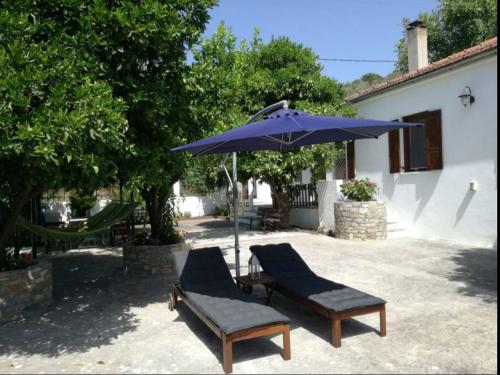 Фотография гостевого дома Lemon Tree and Olive Garden House