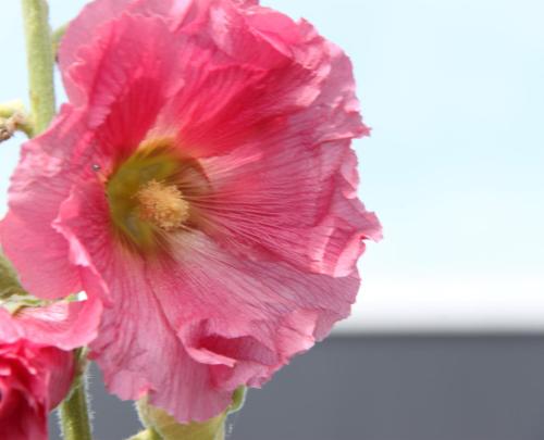 Фотография мини отеля Studio Art-hill