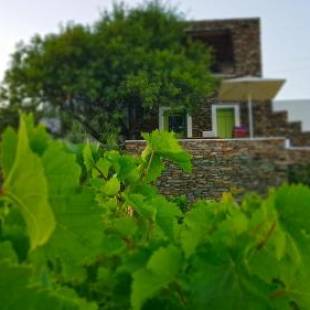 Фотографии гостевого дома 
            Cycladic Vineyard House