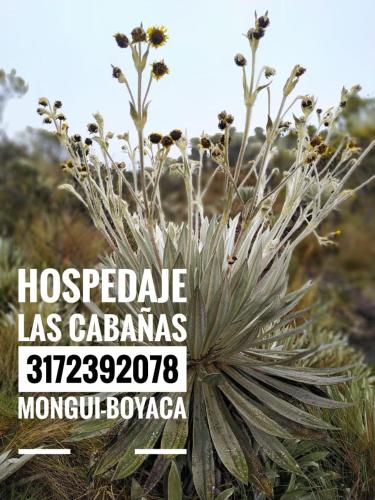 Фотографии мини отеля 
            Hospedaje Las Cabañas