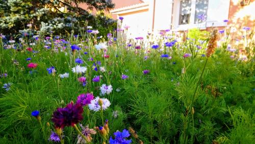 Фотографии мини отеля 
            Fleurs de Cosmos