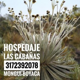 Фотография мини отеля Hospedaje Las Cabañas