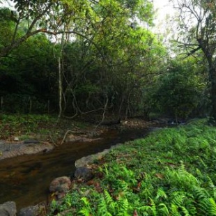 Фотография гостиницы Abad Brookside Wayanad