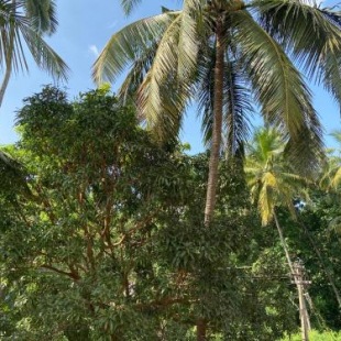 Фотография гостиницы Calangute Bay