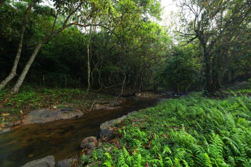 Фотографии гостиницы 
            Abad Brookside Wayanad