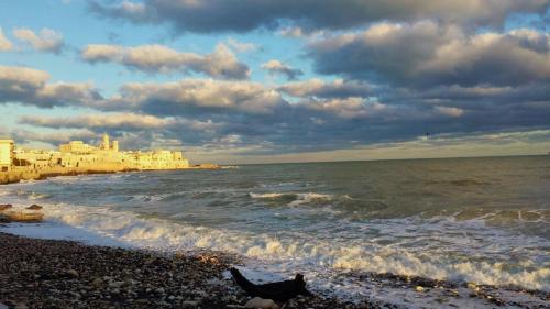 Фотография гостиницы Hotel mediterraneo