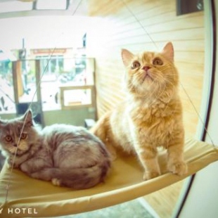 Фотография гостиницы Cat Story Hotel