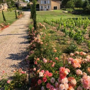 Фотография гостевого дома Allée des Roses