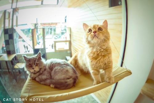 Фотографии гостиницы 
            Cat Story Hotel