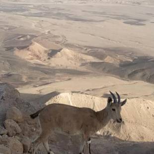 Фотографии гостевого дома 
            Desert Peace