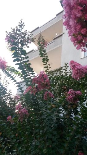 Фотография гостевого дома Family Hotel May