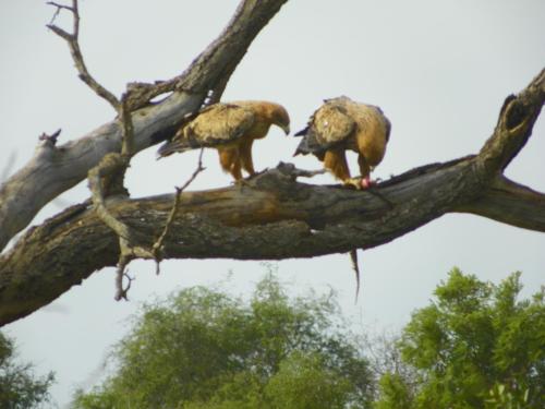 Фотография гостевого дома Inqwaba