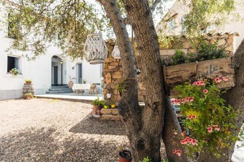 Фотография мини отеля Sa Crai B&B - Sardinian Experience