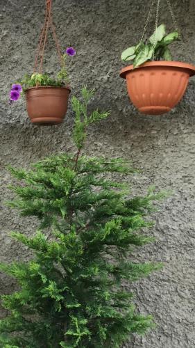 Фотография гостевого дома Guest House “Ekvana”