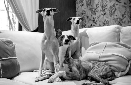 Фотографии гостевого дома 
            Whippet House