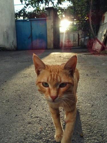 Фотография гостевого дома Guesthouse Levani