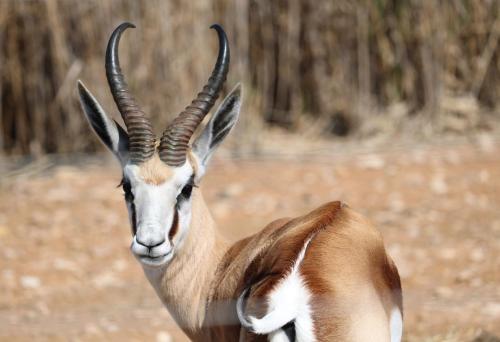 Фотография базы отдыха Grysbok Self Catering Accommodation