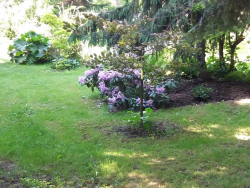 Фотография гостевого дома Varázsfa Vendégház