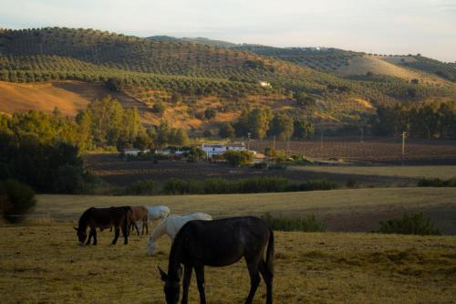 Фотография гостевого дома Casa Rural Asiento del Río