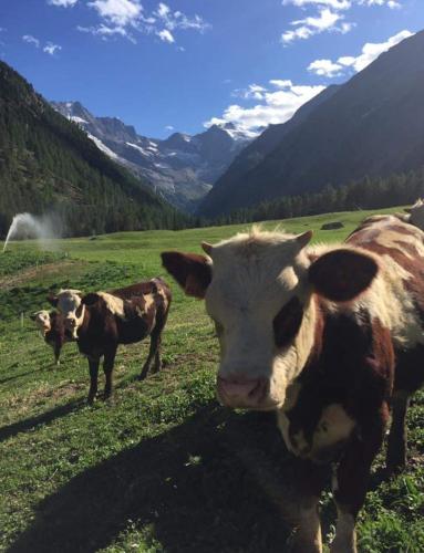 Фотография базы отдыха La Ferme du Grand Paradis