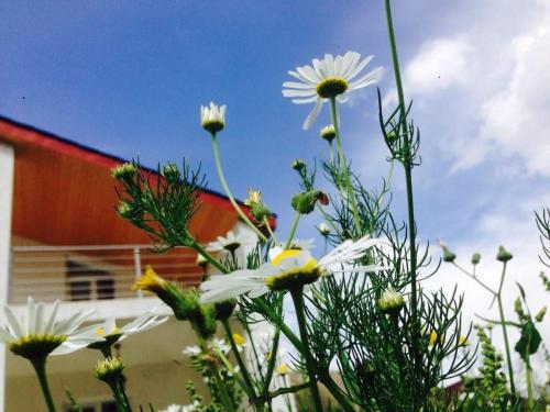 Фотография мини отеля Kazbegi Chalet