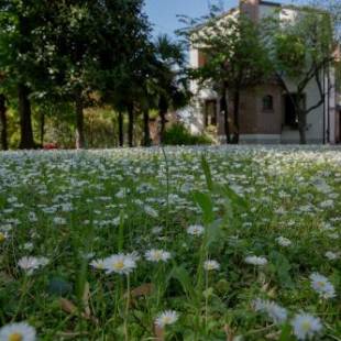 Фотографии гостевого дома 
            Ca' delle palme