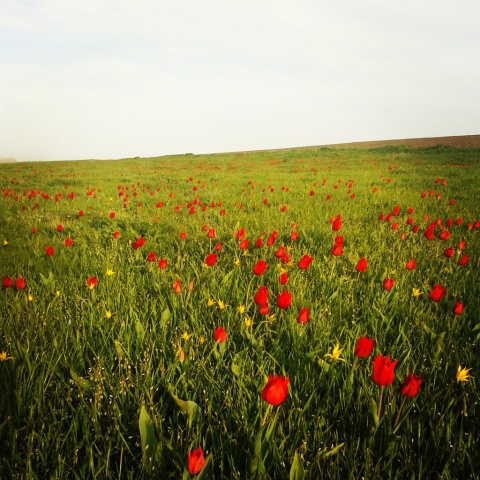 Село яшалта карта